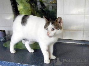 Foto №3. SIE sind Lass de Sonne und dein Herz!. Deutschland