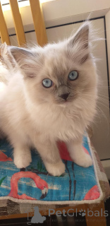 Foto №2 zu Ankündigung № 153874 zu verkaufen ragdoll-katze - einkaufen Deutschland quotient 	ankündigung