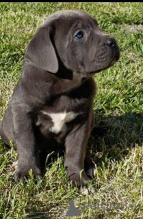 Foto №2 zu Ankündigung № 169059 zu verkaufen cane corso italiano - einkaufen Serbien 