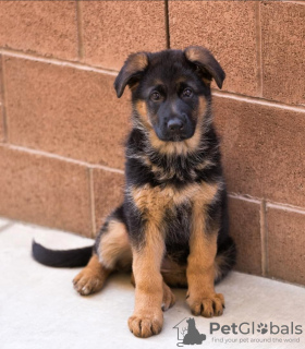 Foto №2 zu Ankündigung № 122133 zu verkaufen deutscher schäferhund - einkaufen Großbritannien quotient 	ankündigung, vom kindergarten, aus dem tierheim