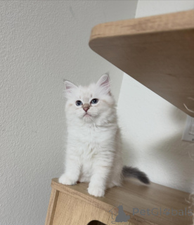 Foto №2 zu Ankündigung № 170629 zu verkaufen sibirische katze - einkaufen Niederlande züchter
