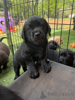 Foto №3. Verspielte schwarze Labrador-Welpen, gesund und gut sozialisiert. Dänemark