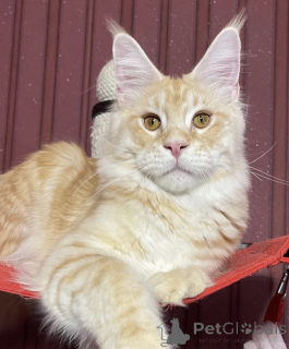 Foto №1. maine-coon-katze - zum Verkauf in der Stadt Bellaire | 678€ | Ankündigung № 161670