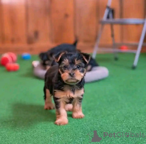 Foto №1. yorkshire terrier - zum Verkauf in der Stadt Darmstadt | 250€ | Ankündigung № 172071