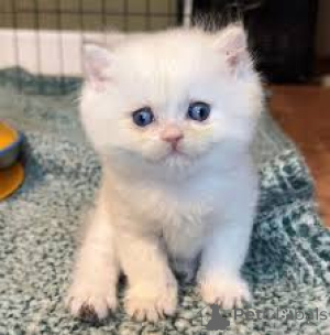 Foto №2 zu Ankündigung № 164078 zu verkaufen munchkin - einkaufen Finnland quotient 	ankündigung, züchter