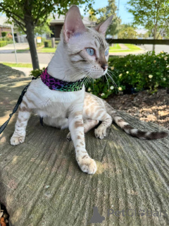 Foto №2 zu Ankündigung № 152643 zu verkaufen bengal katzenrasse - einkaufen Schweiz quotient 	ankündigung