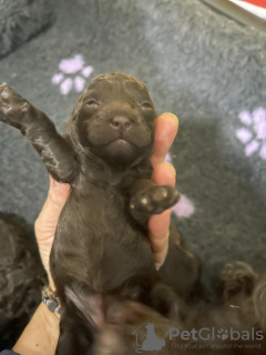 Foto №4. Ich werde verkaufen pudel (toy) in der Stadt Belgrad. züchter - preis - verhandelt