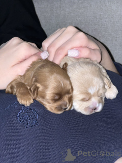 Foto №2 zu Ankündigung № 137520 zu verkaufen maltipu - einkaufen Usbekistan quotient 	ankündigung