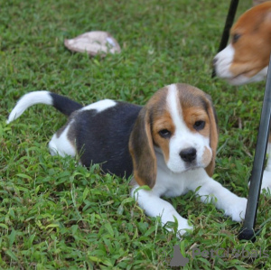 Foto №1. beagle - zum Verkauf in der Stadt Berlin | 426€ | Ankündigung № 127373