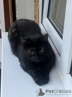 Foto №3. Die Katze Marusya sucht ein Zuhause!. Russische Föderation