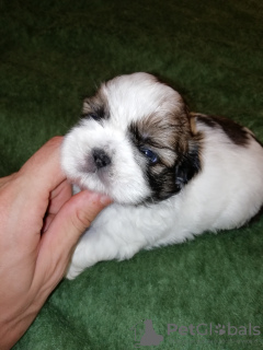 Foto №4. Ich werde verkaufen lhasa apso, shih tzu in der Stadt Riga. quotient 	ankündigung, vom kindergarten, züchter - preis - 600€