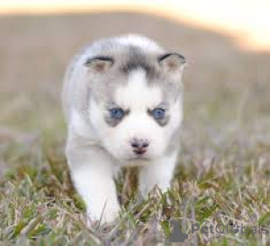 Foto №3. Preciosos cachorros de Husky Siberiano en venta. Spanien