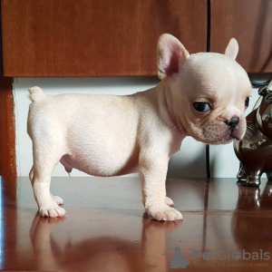 Foto №1. französische bulldogge - zum Verkauf in der Stadt Дортмунд | verhandelt | Ankündigung № 64571