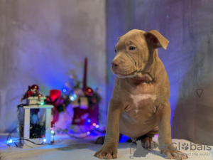 Foto №4. Ich werde verkaufen american bully in der Stadt Бачка-Паланка. quotient 	ankündigung - preis - verhandelt