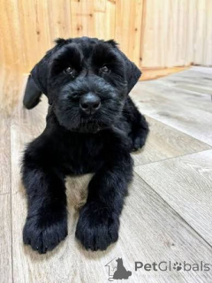 Foto №2 zu Ankündigung № 172798 zu verkaufen schnauzer - einkaufen Italien 