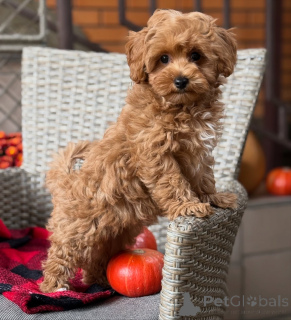 Foto №3. Von innen und außen wunderschön Bellas hat das Aussehen, die Liebe und das. Deutschland