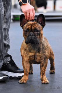 Foto №1. französische bulldogge - zum Verkauf in der Stadt Lidosta 