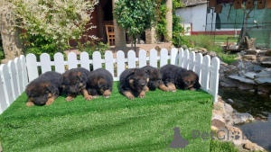 Foto №3. German Shepherd Dog puppies. Serbien