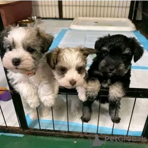 Foto №1. schnauzer - zum Verkauf in der Stadt Emilianów | 360€ | Ankündigung № 13576