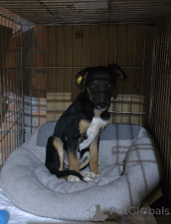 Foto №3. Exklusive Rasse Monkeyrrier. Russische Föderation