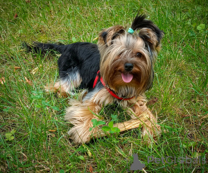 Foto №1. yorkshire terrier - zum Verkauf in der Stadt Częstochowa | verhandelt | Ankündigung № 105750