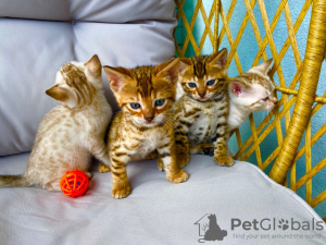 Foto №3. Zu Hause ausgebildete Bengalkatzen-Kätzchen zur Adoption in ein liebevolles. USA