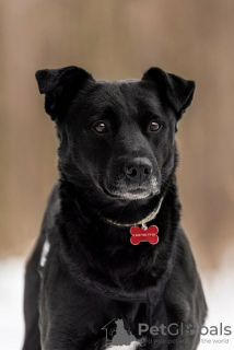 Zusätzliche Fotos: Der gute Hund Drake ist in guten Händen.