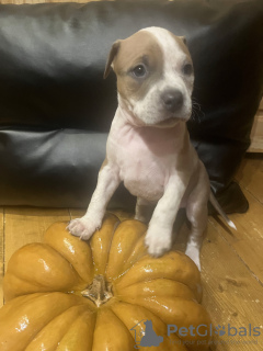 Foto №3. AMERICAN STAFFORDSHIRE TERRIER WELPEN. Russische Föderation