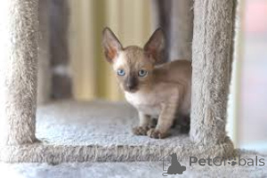 Foto №3. Cornish Rex Kätzchen zum Kauf. Niederlande