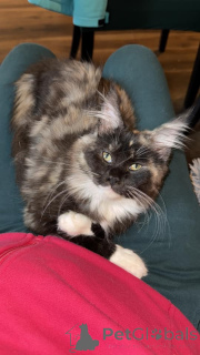 Foto №3. Hermosos Gatitos Maine Coon Para Adoptión. Spanien