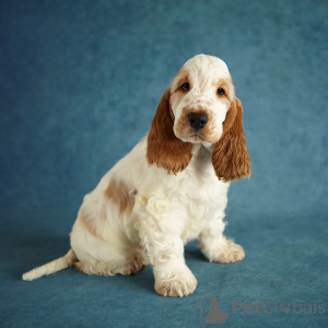 Foto №1. english cocker spaniel - zum Verkauf in der Stadt St. Petersburg | 647€ | Ankündigung № 138654