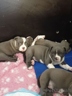 Foto №1. american bully - zum Verkauf in der Stadt Arnsberg | verhandelt | Ankündigung № 167281