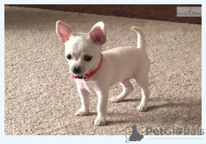 Foto №1. chihuahua - zum Verkauf in der Stadt Balta | 400€ | Ankündigung № 172669