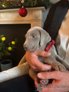 Foto №3. Lady Dzidzia. Polen