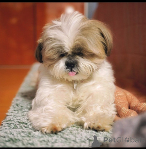 Foto №3. Freude männliche und weibliche Yorkie -Welpen zum Verkauf. Thailand