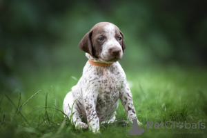 Foto №3. Kurzhaarige Pointer-Welpen. Weißrussland