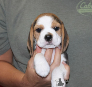 Foto №2 zu Ankündigung № 120621 zu verkaufen beagle - einkaufen Deutschland quotient 	ankündigung