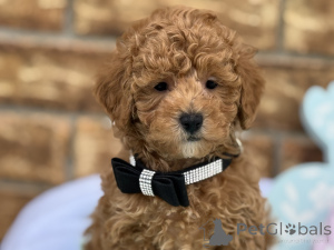 Foto №1. maltipu - zum Verkauf in der Stadt Bayerisch Eisenstein | 900€ | Ankündigung № 150168