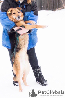 Foto №2 zu Ankündigung № 9038 zu verkaufen mischlingshund - einkaufen Russische Föderation aus dem tierheim