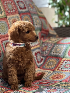 Foto №4. Ich werde verkaufen pudel (toy) in der Stadt Inđija. züchter - preis - verhandelt