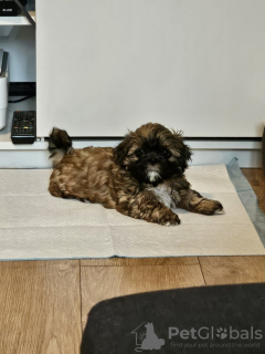 Foto №1. shih tzu - zum Verkauf in der Stadt Daytona Beach | 284€ | Ankündigung № 82237