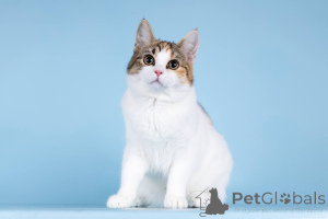 Foto №4. Ich werde verkaufen  in der Stadt Chimki. quotient 	ankündigung - preis - Frei