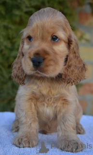 Foto №2 zu Ankündigung № 132687 zu verkaufen english cocker spaniel - einkaufen Serbien 