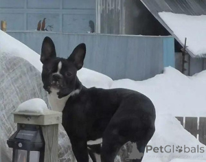 Foto №2 zu Ankündigung № 175981 zu verkaufen boston terrier - einkaufen Deutschland quotient 	ankündigung