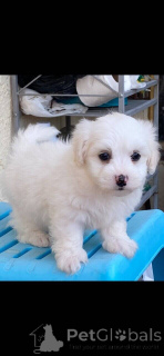 Foto №1. maltipu - zum Verkauf in der Stadt Berlin | 900€ | Ankündigung № 149901