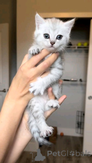 Foto №3. Europäische Kurzhaarkätzchen zur Adoption. Deutschland