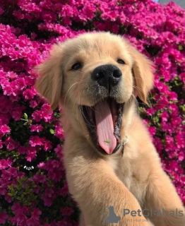 Foto №3. Gesunde, süße Golden Retriever-Welpen stehen jetzt zum Verkauf. Australien