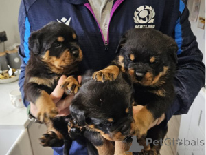 Foto №1. rottweiler - zum Verkauf in der Stadt Essens | 300€ | Ankündigung № 174603