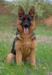 Foto №2 zu Ankündigung № 111535 zu verkaufen deutscher schäferhund - einkaufen Tschechische Republik quotient 	ankündigung, vom kindergarten, züchter