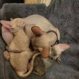 Foto №1. sphynx-katze - zum Verkauf in der Stadt GRÄFELFING | 380€ | Ankündigung № 167238